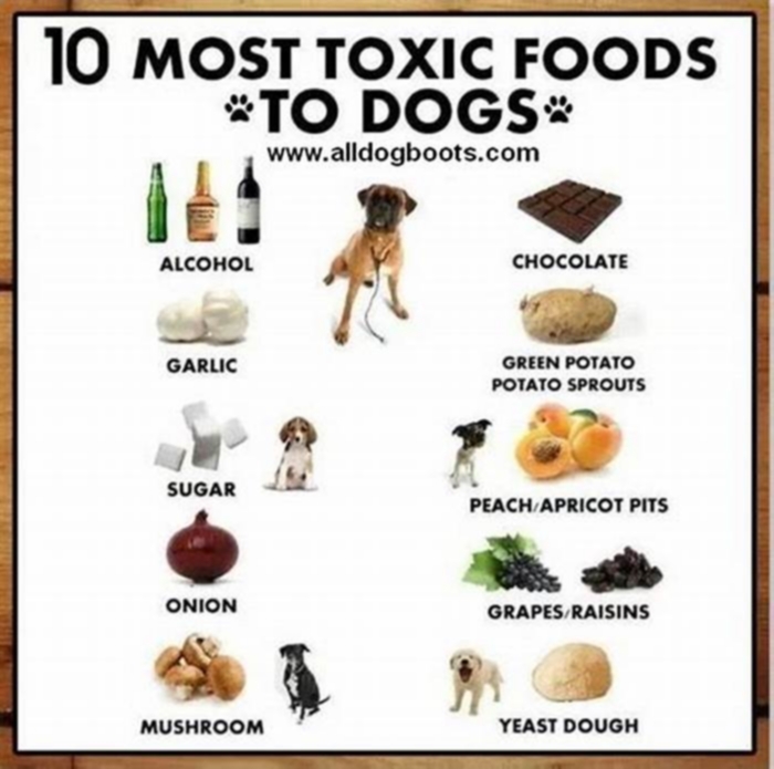 3 toxic foods to avoid for dogs