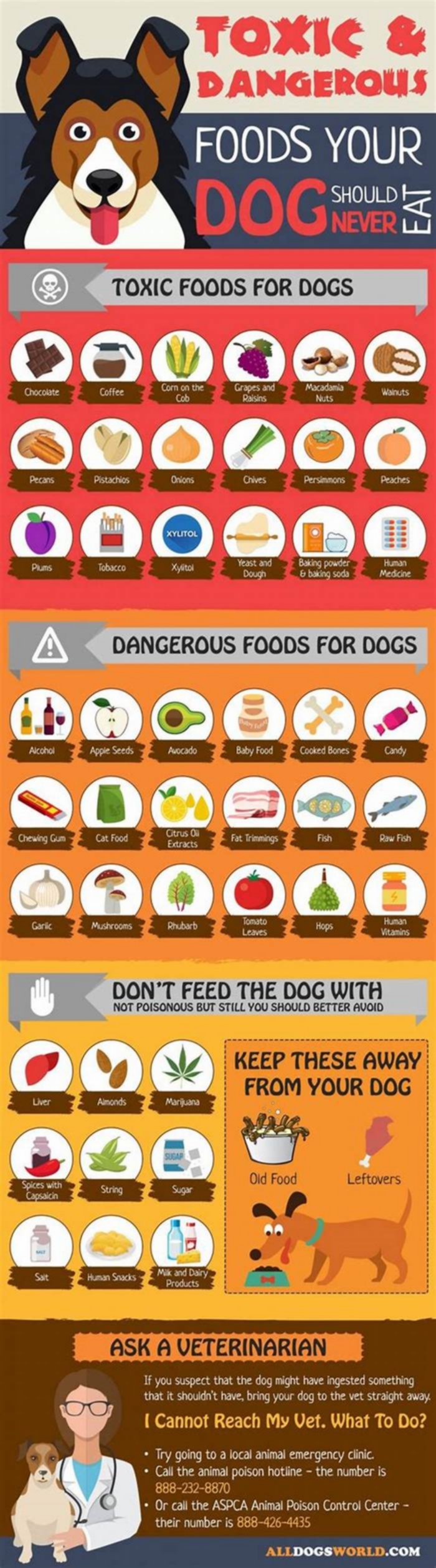 5 most toxic foods for dogs