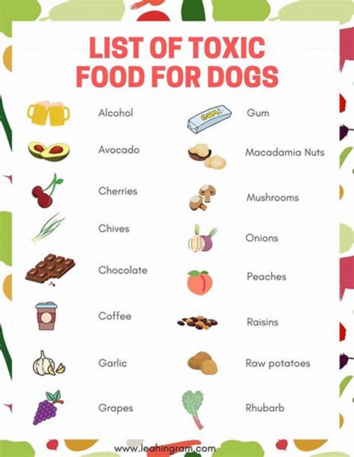 5 toxic foods for dogs