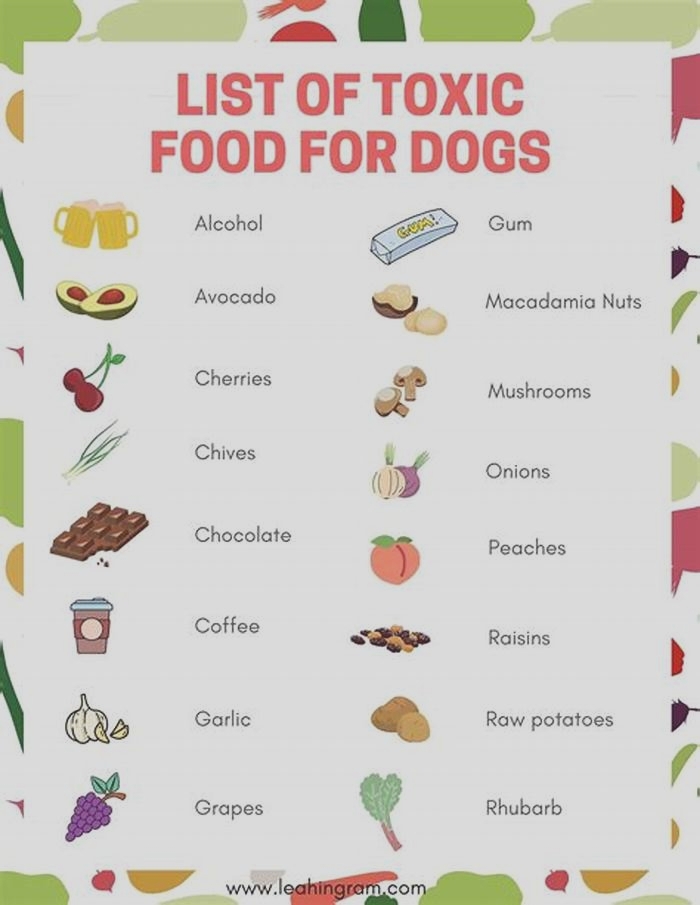 6 foods toxic to dogs