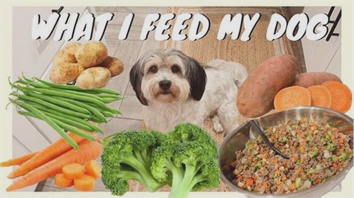 a good dog food for dogs