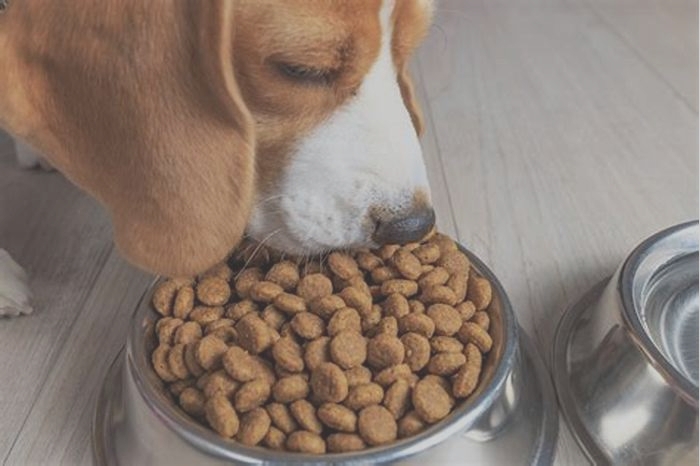 are premium dog foods really better