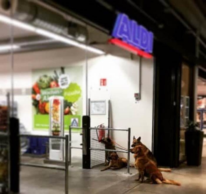 does aldi allow dogs