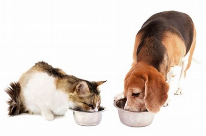 dog food similar to cat food