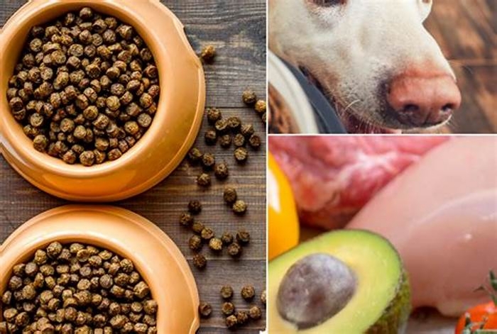 is organic dog food good for dogs