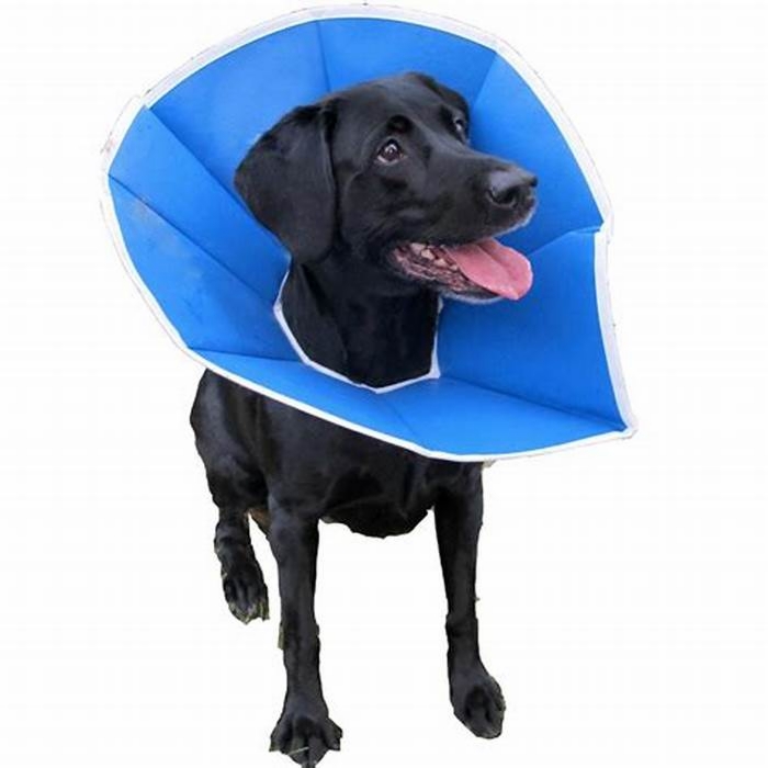 soft e collar for dogs