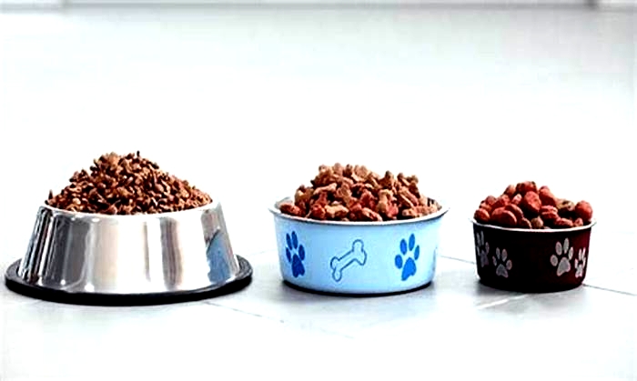 uk best dog food brands