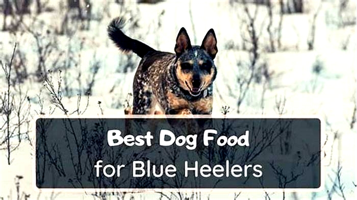 what brand of dog food is best for blue heelers