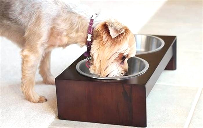 what is the best dog food bowls