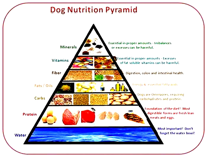 what is the best dog food diet