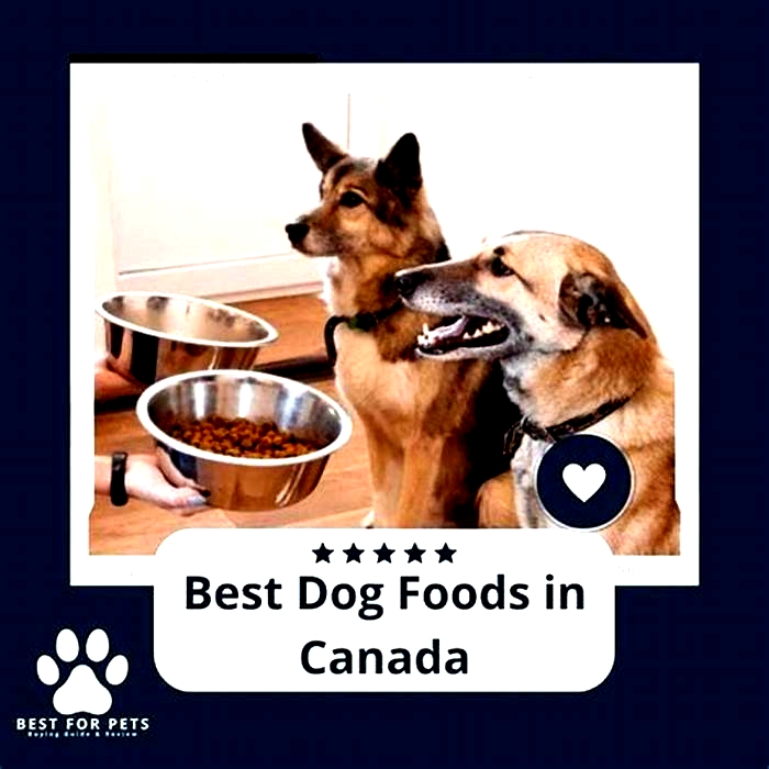 what is the best dog food in canada