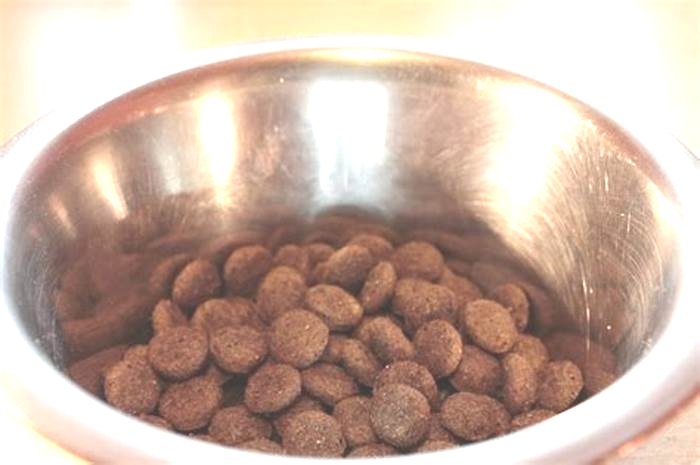 what is the best dog food in south africa