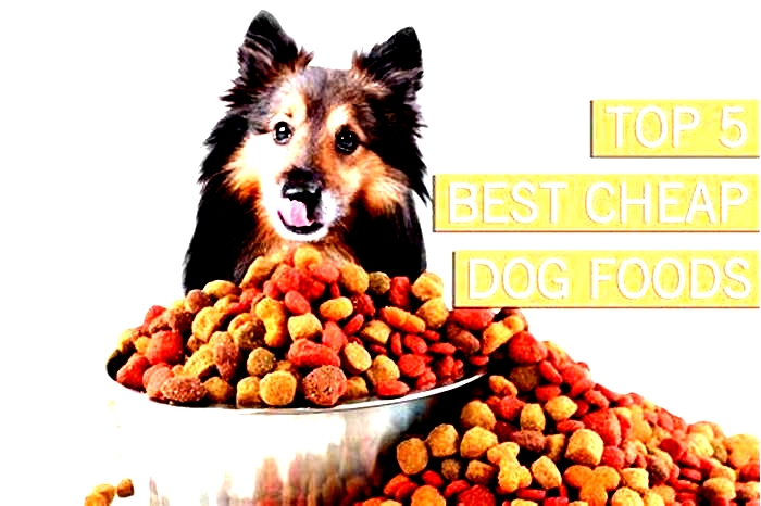 what is the best dog food on a budget