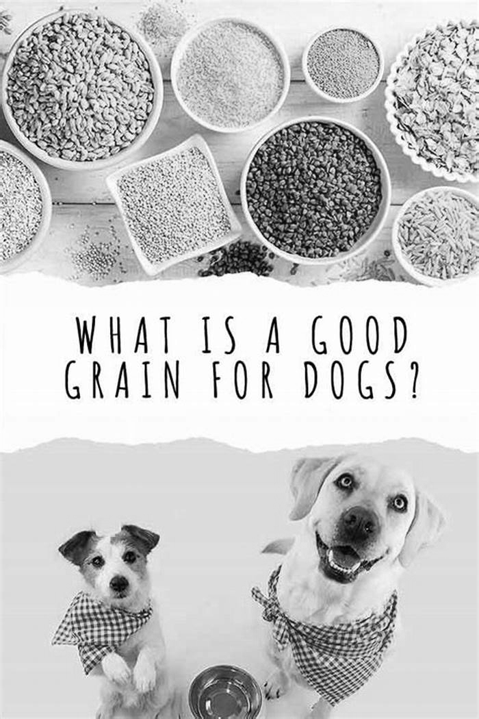 what is the best dog food with grain