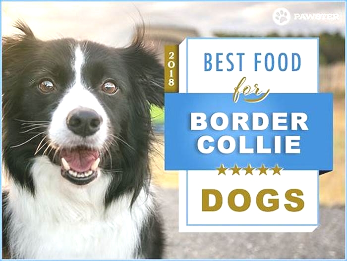 what is the best dry dog food for border collies