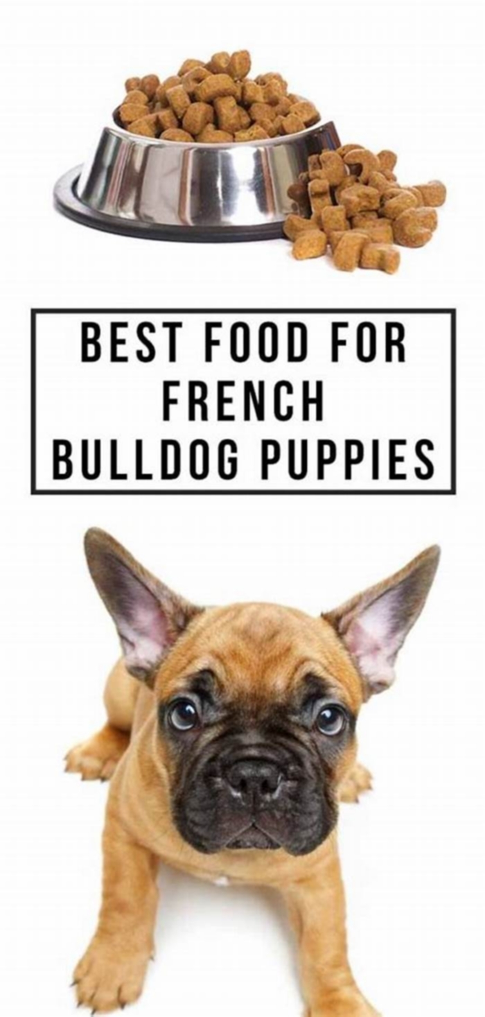 what is the best dry dog food for french bulldogs