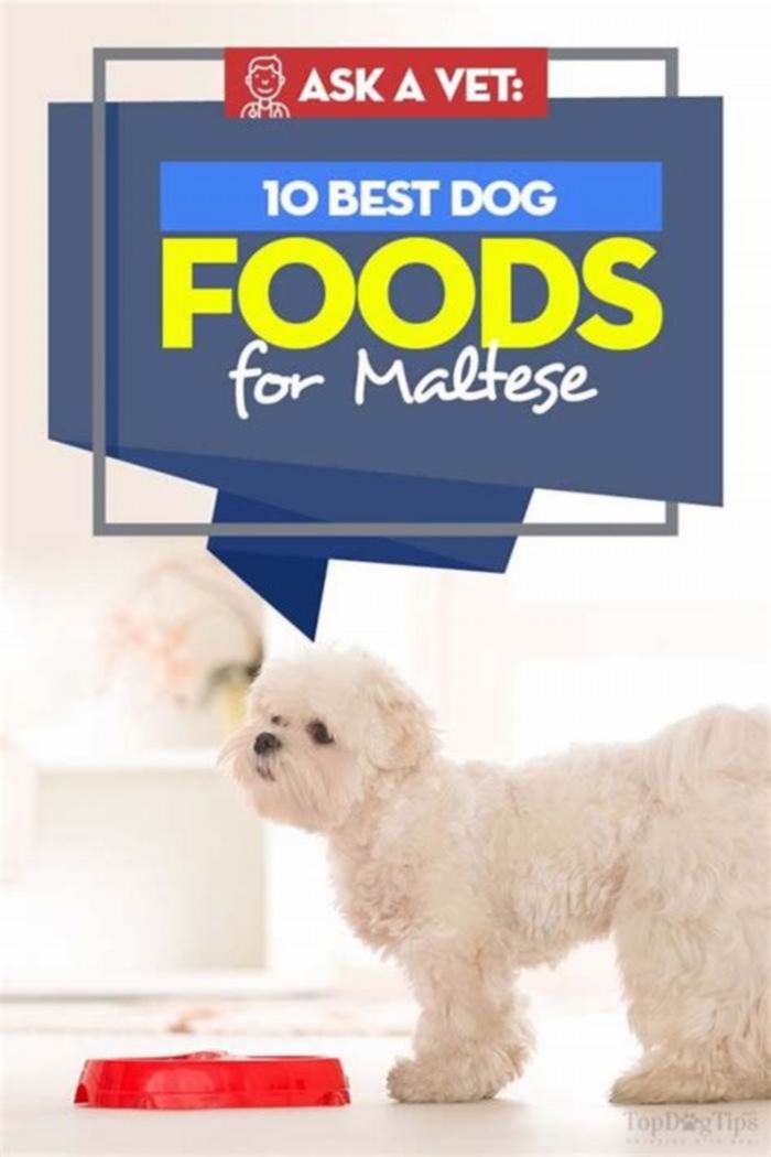 what is the best dry dog food for maltese