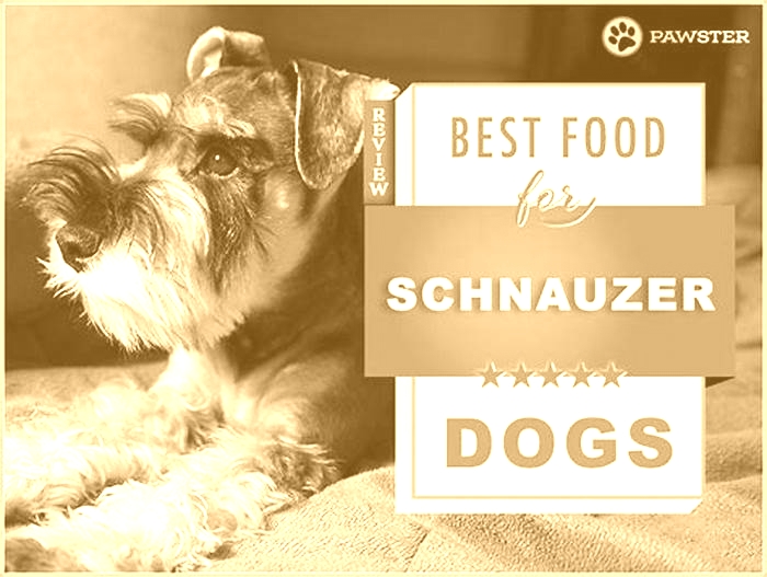 what is the best dry dog food for mini schnauzers