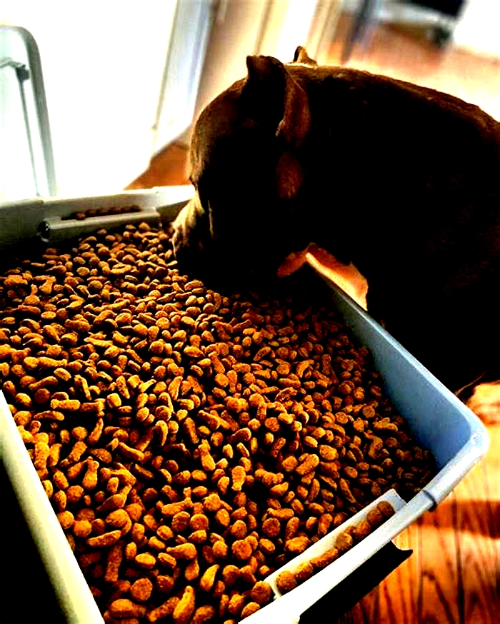 what is the best dry dog food for pitbulls