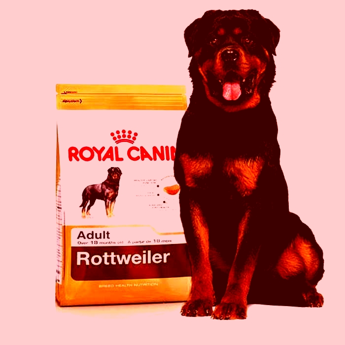 what is the best dry dog food for rottweilers