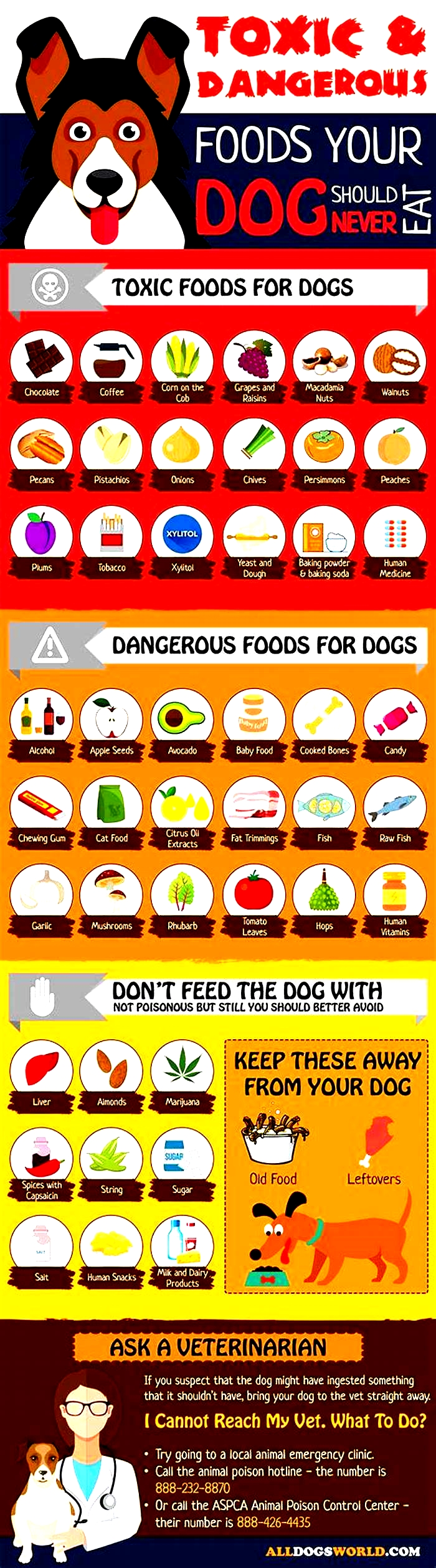 what is the most toxic food for a dog