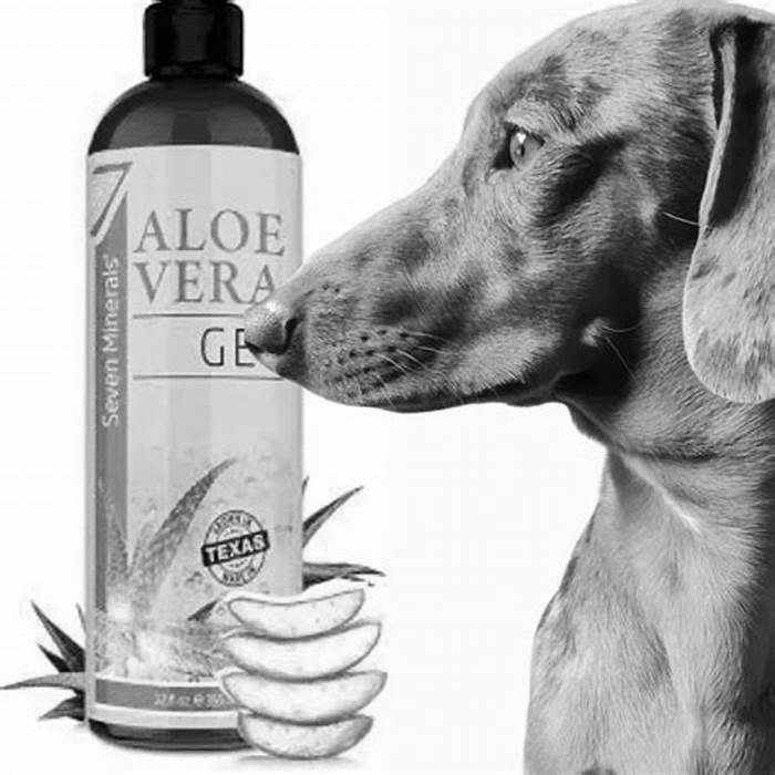 why is aloe bad for dogs